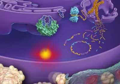 Infographic showing how bursting micronuclei promote cancer